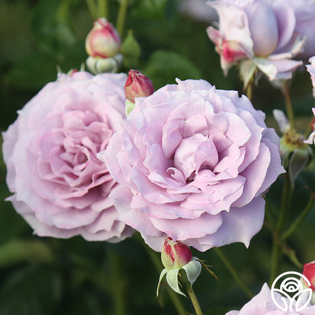 Rose - Poseidon