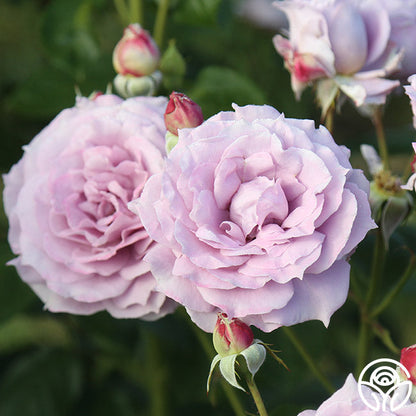 Rose - Poseidon