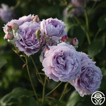 Rose - Poseidon