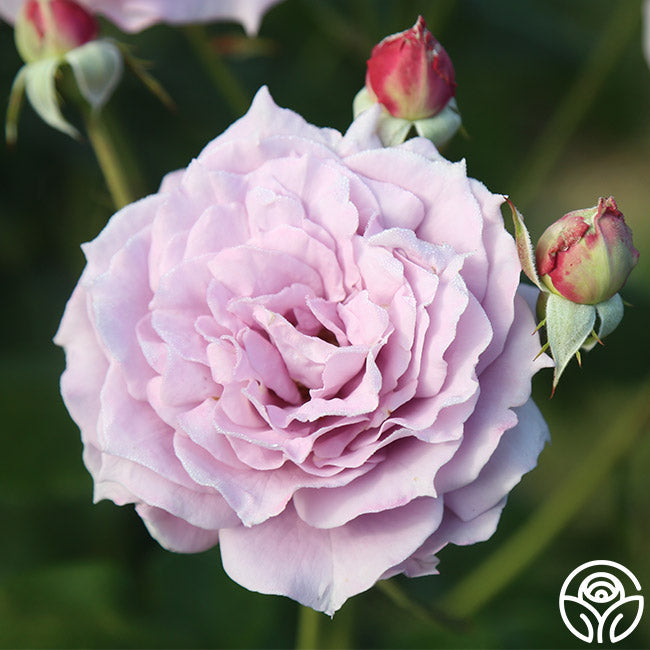 Rose - Poseidon