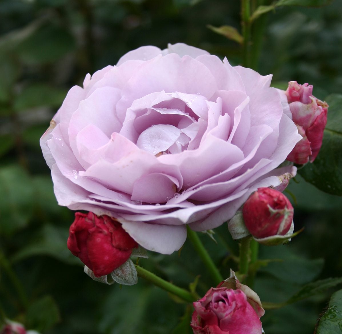 Rose - Poseidon