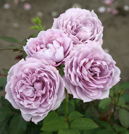 Rose - Poseidon