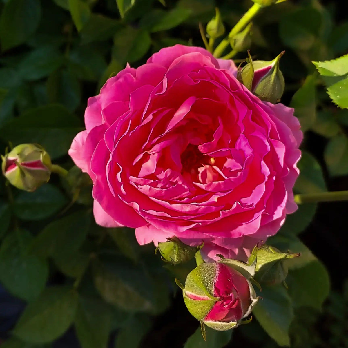 Rose - Posh Life
