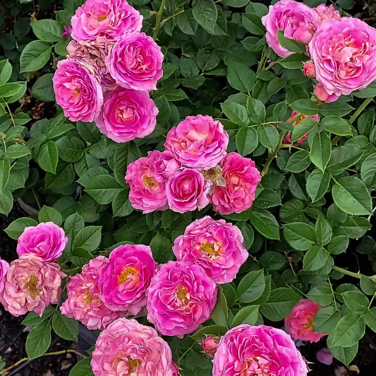 Rose - Posh Life