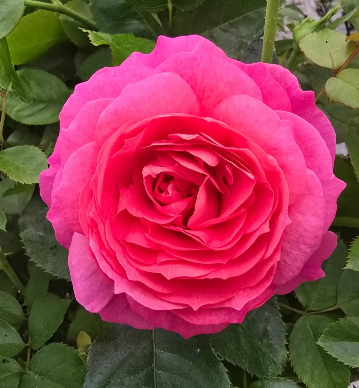 Rose - Posh Life