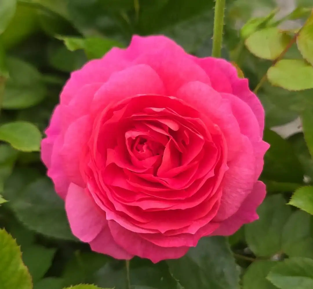 Rose - Posh Life