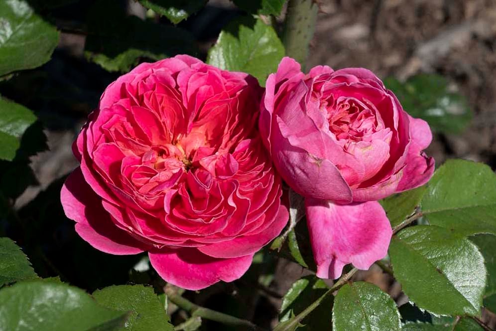 Rose - PowerPuff Pink