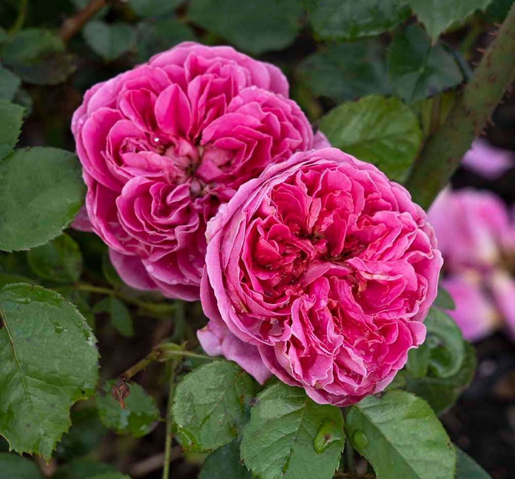 Rose - PowerPuff Pink