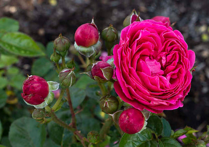Rose - PowerPuff Pink