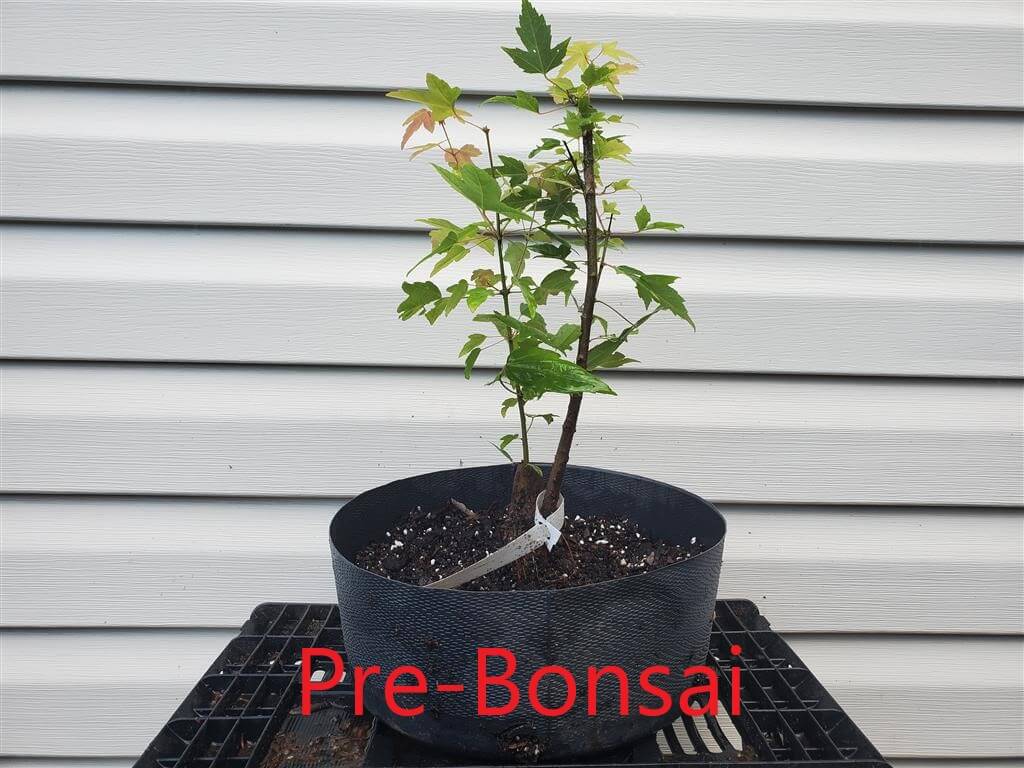Trident Maple