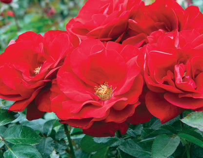 Rose - Preference