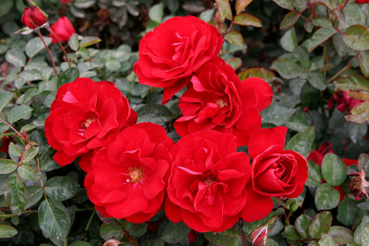 Rose - Preference