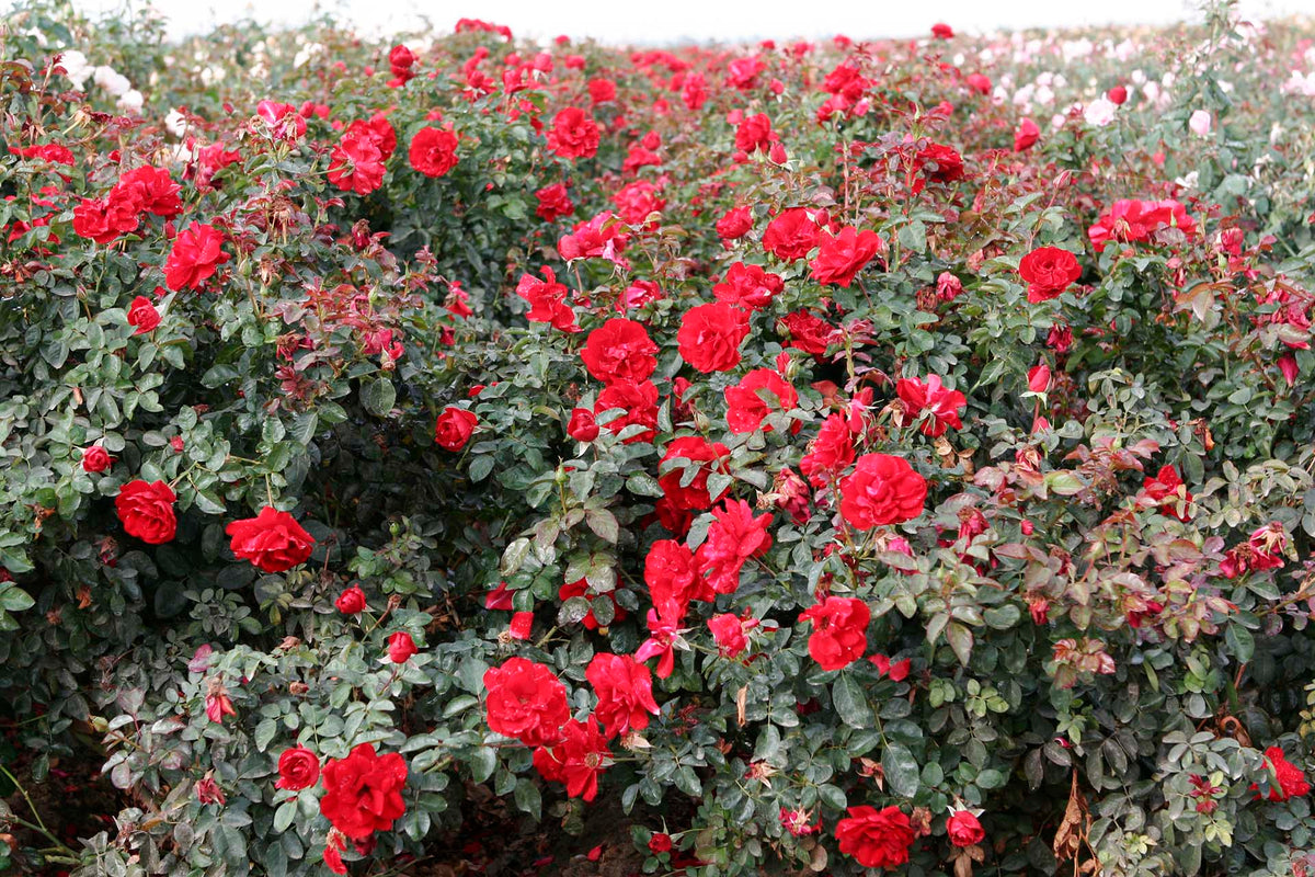 Rose - Preference