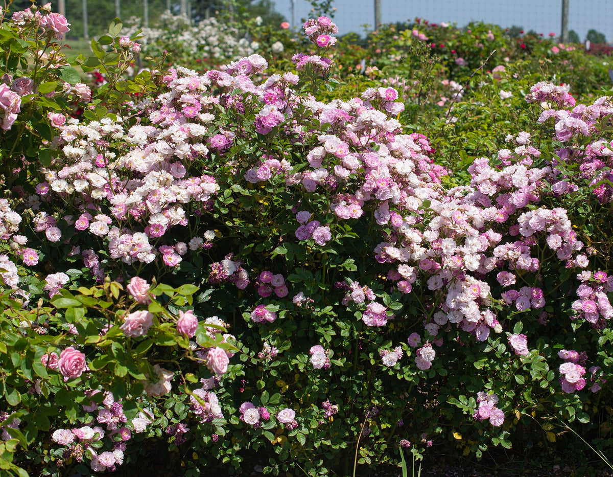 Rose - Pretty Polly Lavender
