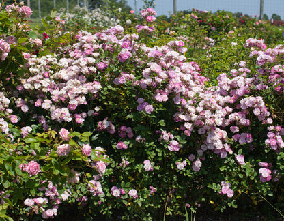 Rose - Pretty Polly Lavender