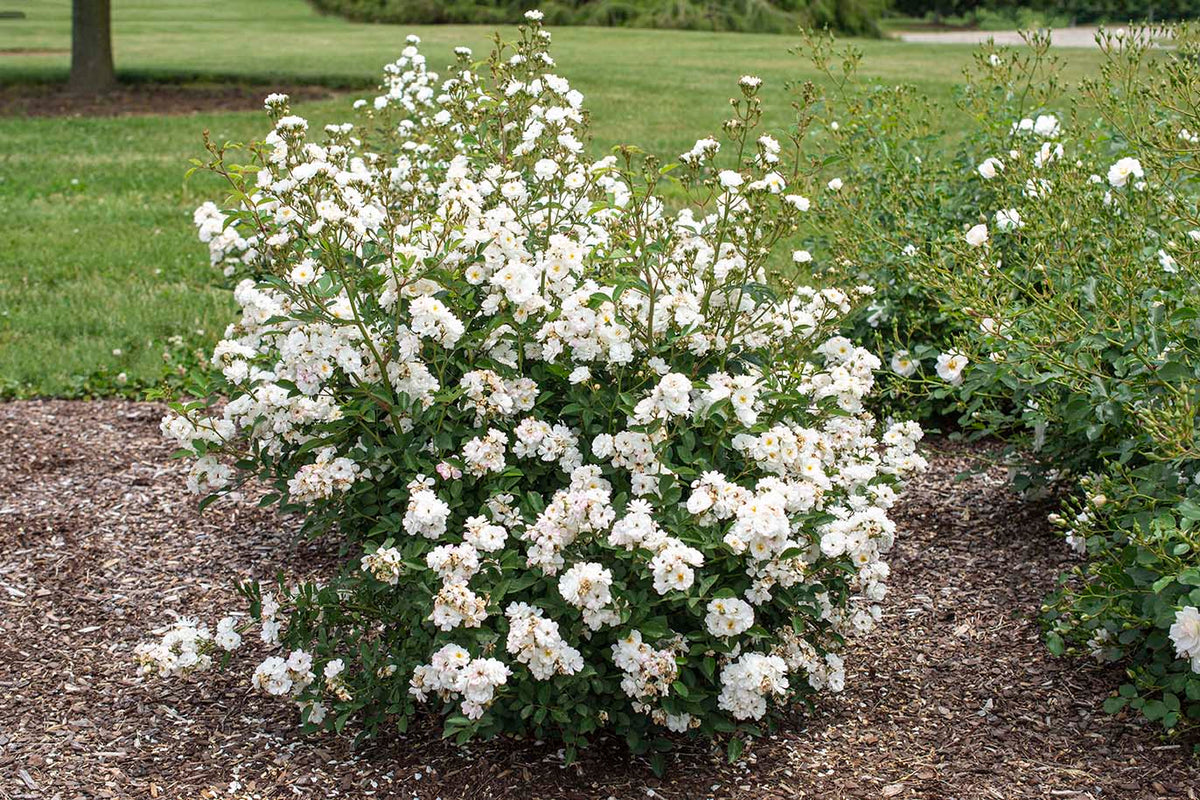 Rose - Pretty Poly White