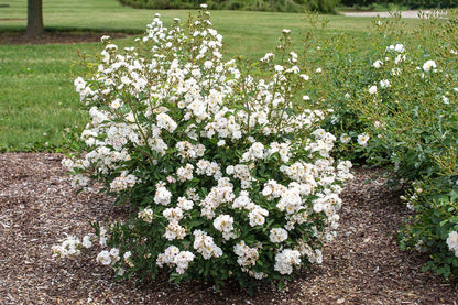 Rose - Pretty Poly White