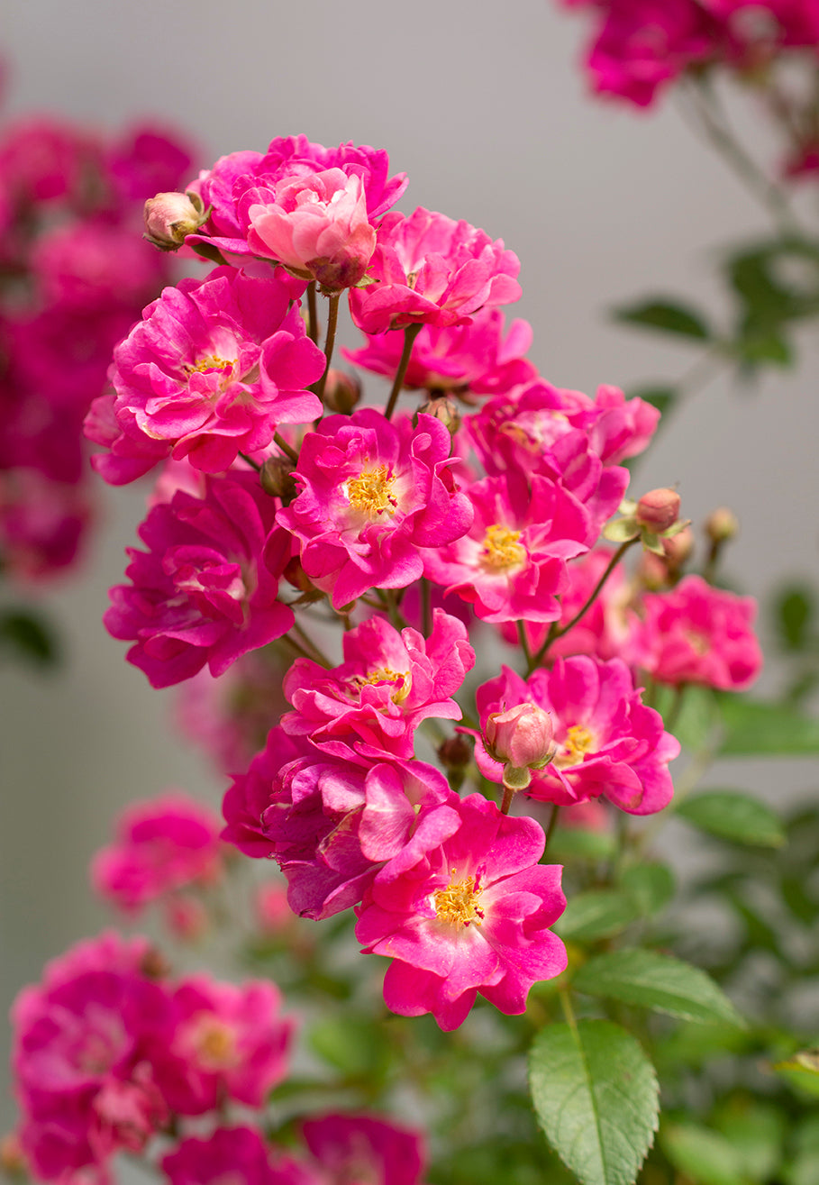 Rose - Pretty Polly Pink