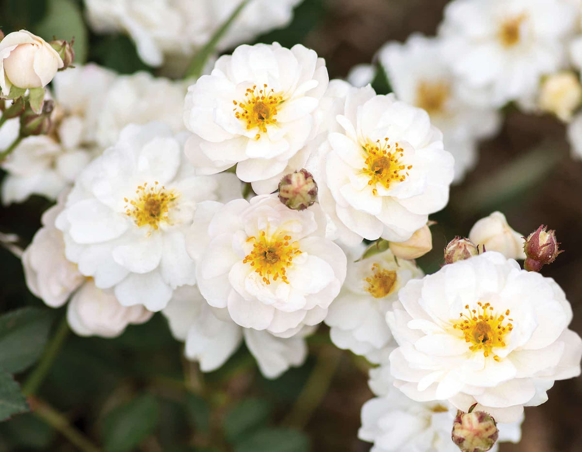 Rose - Pretty Poly White