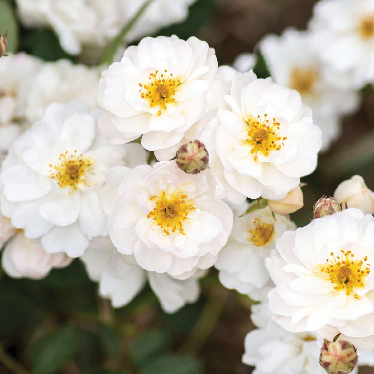 Rose - Pretty Poly White
