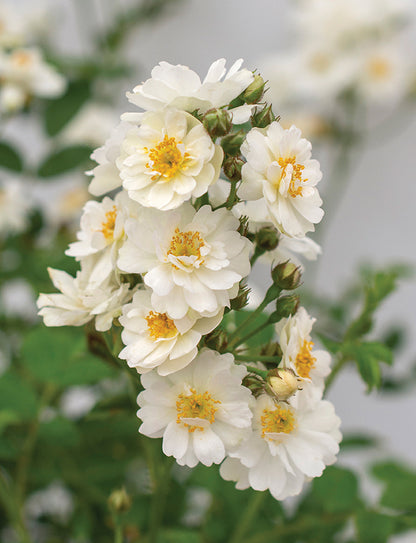 Rose - Pretty Poly White