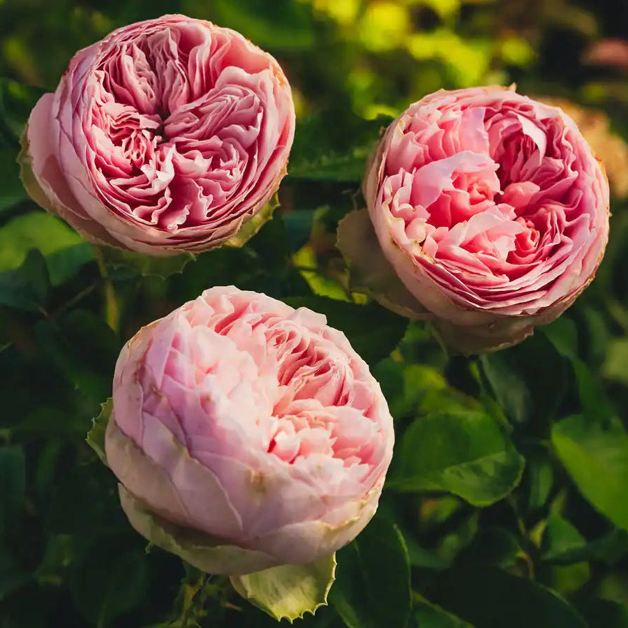 Rose - Pride of Jane