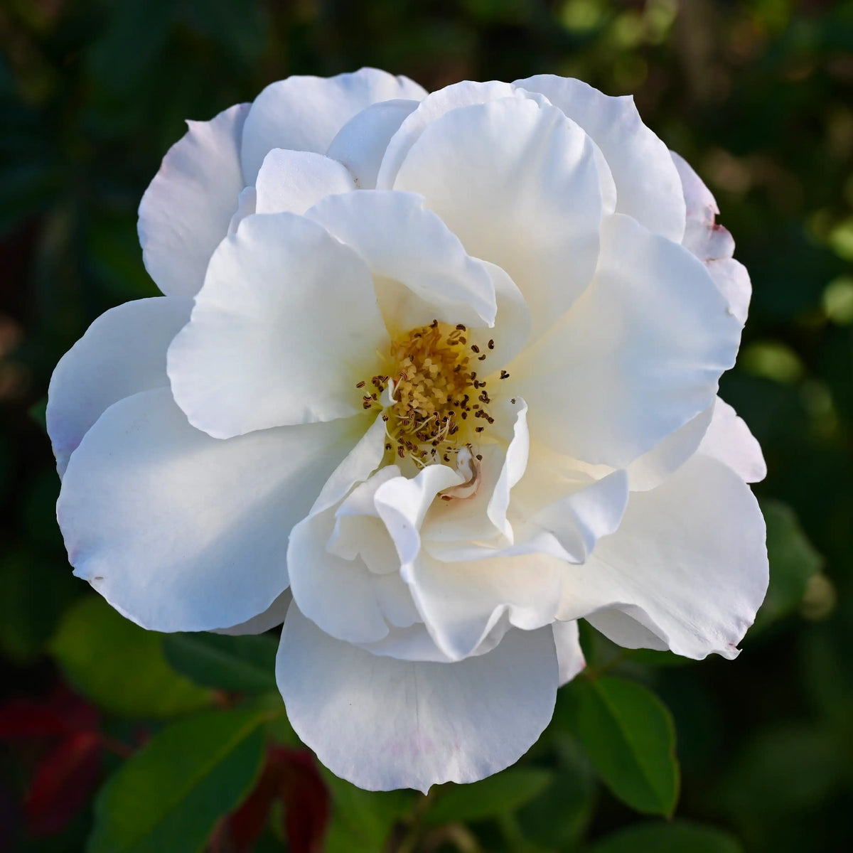 Rose - Princesse Astrid de Belgique