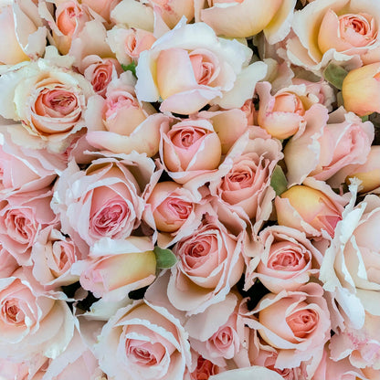 Rose - Princesse Charlene de Monaco