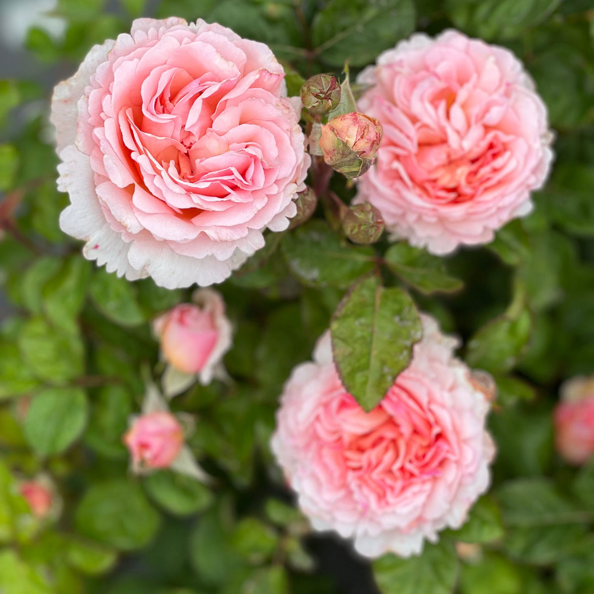 Rose - Princesse Charlene de Monaco