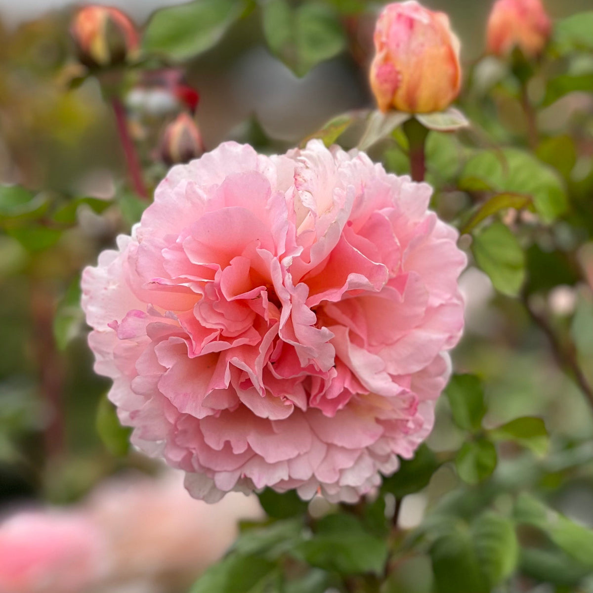 Rose - Princesse Charlene de Monaco