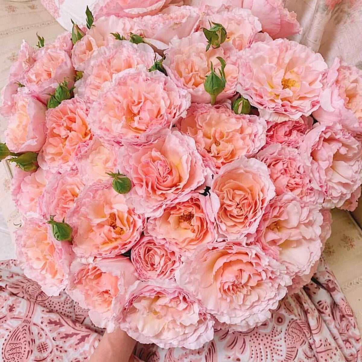 Rose - Princesse Charlene de Monaco