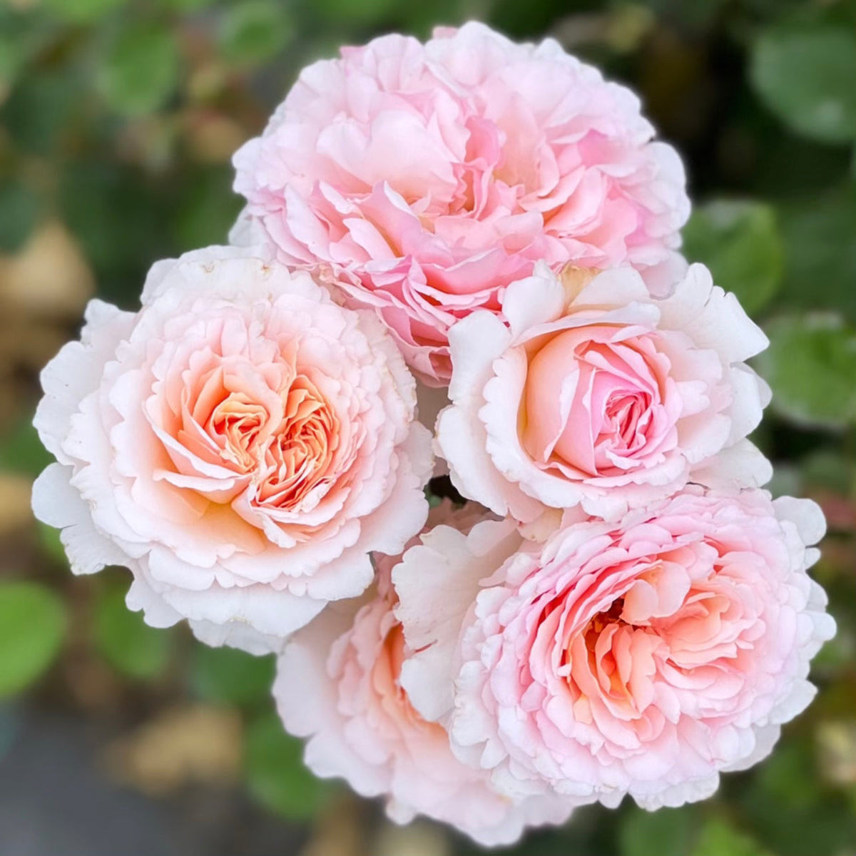 Rose - Princesse Charlene de Monaco