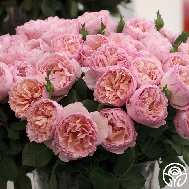 Rose - Princesse Charlene de Monaco