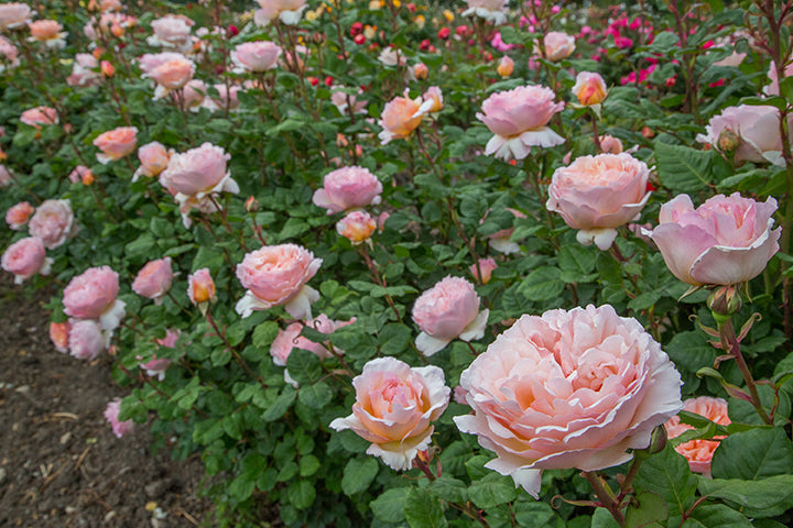Rose - Princesse Charlene de Monaco
