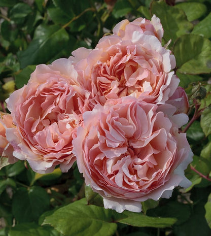 Rose - Princesse Charlene de Monaco