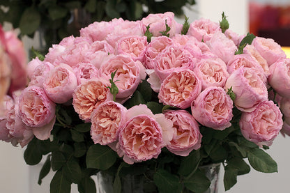 Rose - Princesse Charlene de Monaco