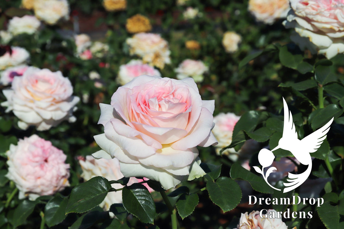 Rose - Prom Night