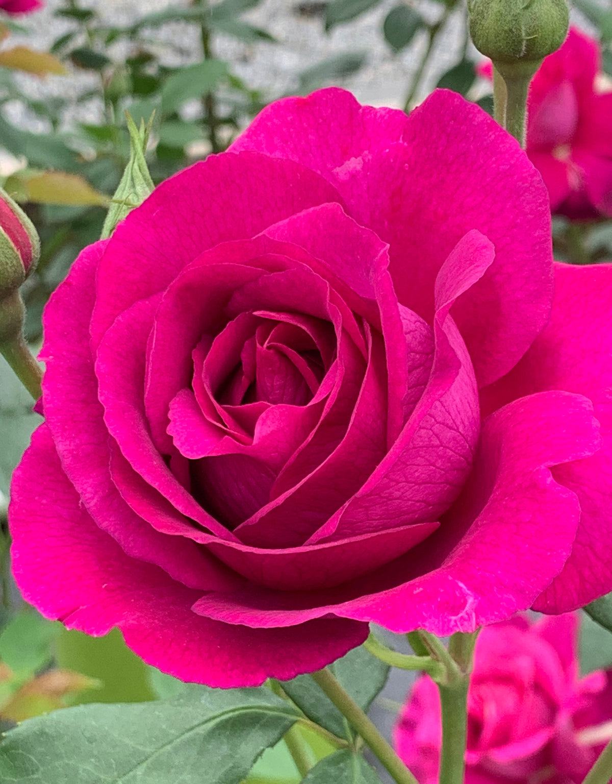 Rose - Purple Aura