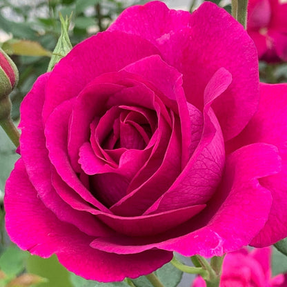 Rose - Purple Aura