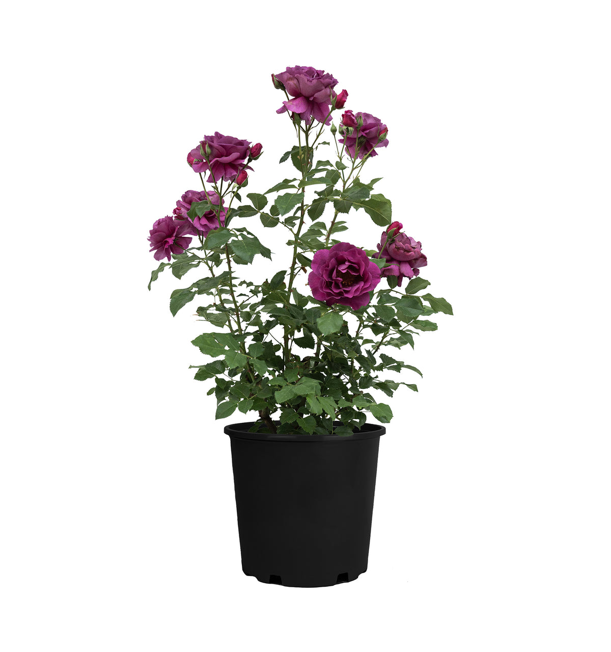 Rose - Purple Aura