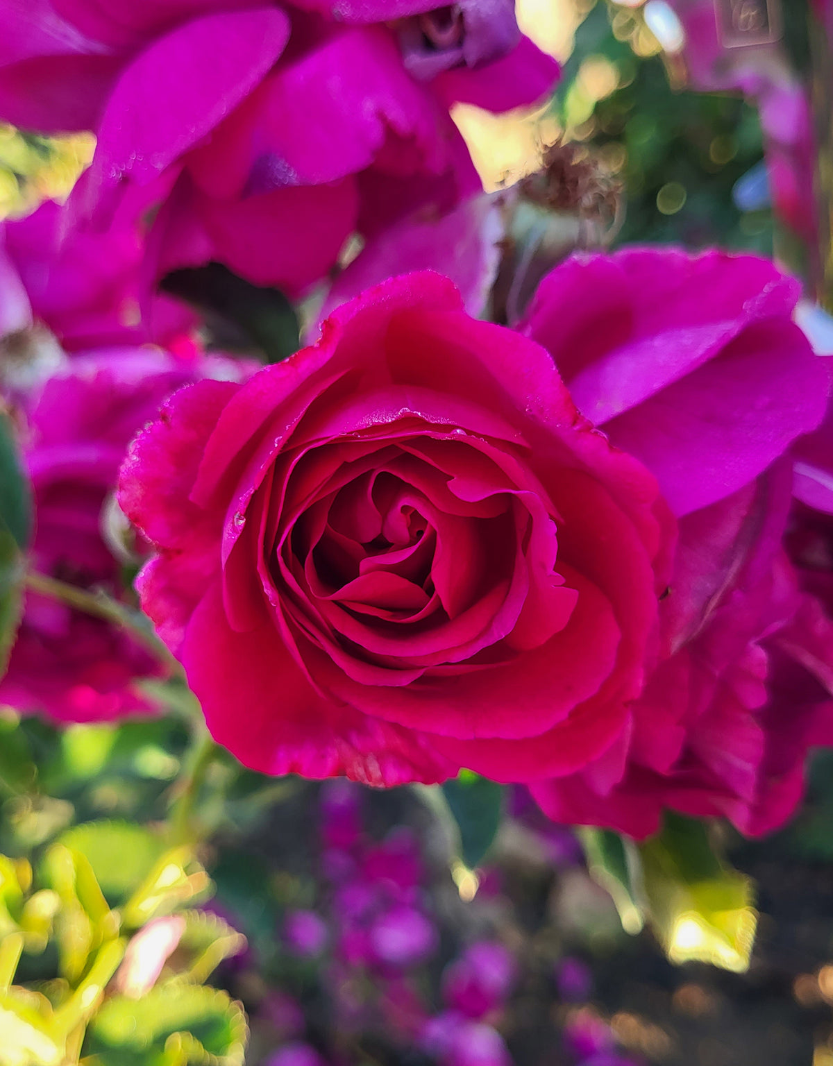 Rose - Purple Aura