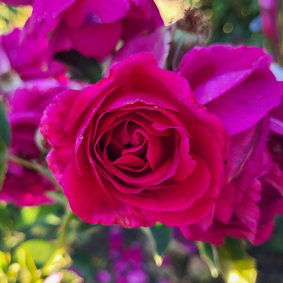 Rose - Purple Aura