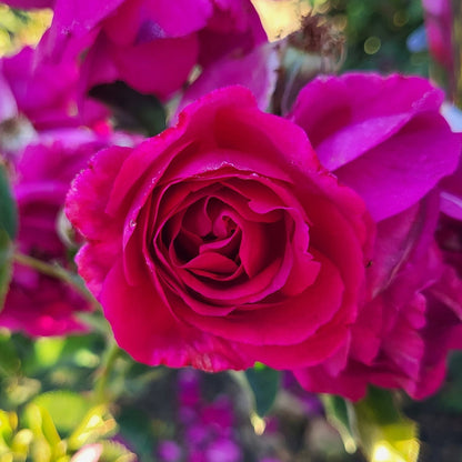 Rose - Purple Aura