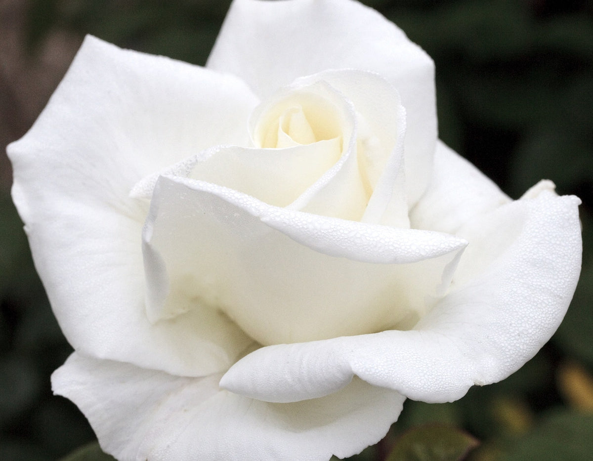 Rose - Queen Mary 2