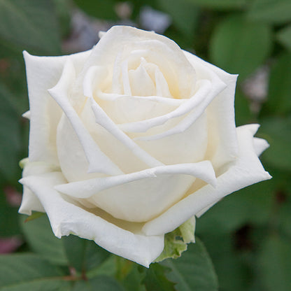 Rose - Queen Mary 2