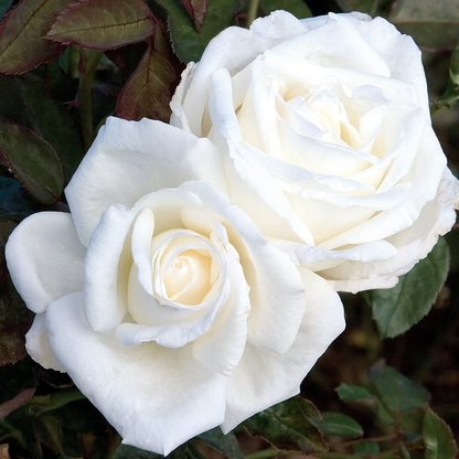 Rose - Queen Mary 2