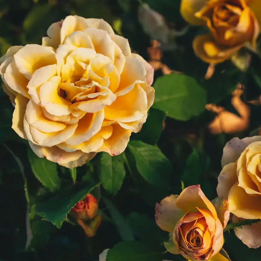 Rose - Quicksand