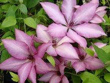 Load image into Gallery viewer, Clematis - Giselle - Large Flowering
