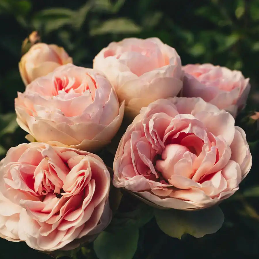Rose - Roseville