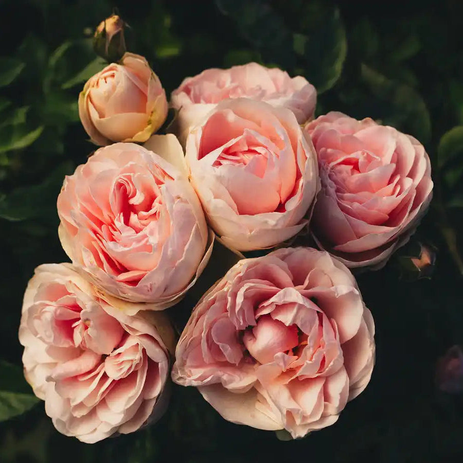 Rose - Roseville